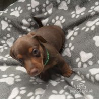 Dachshund (Standard & Miniature) - Both