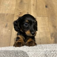 Dachshund (Standard & Miniature) - Both