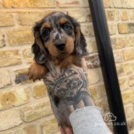 Dachshund (Standard & Miniature) - Both