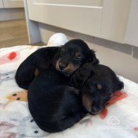 Dachshund (Standard & Miniature) - Both