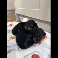 Dachshund (Standard &amp; Miniature) - Both