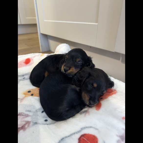 Dachshund (Standard &amp; Miniature) - Both