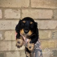 Dachshund (Standard & Miniature) - Both