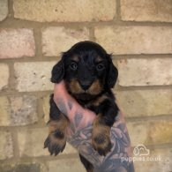 Dachshund (Standard & Miniature) - Both