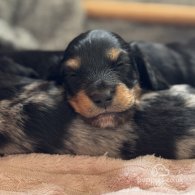 Dachshund (Standard & Miniature) - Both