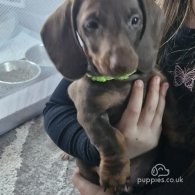 Dachshund (Standard & Miniature) - Both