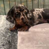 Dachshund (Standard & Miniature) - Both