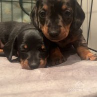 Dachshund (Standard & Miniature) - Both