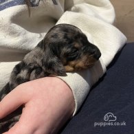 Dachshund (Standard & Miniature) - Both