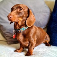 Dachshund (Standard & Miniature) - Both