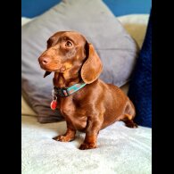 Dachshund (Standard &amp; Miniature) - Both