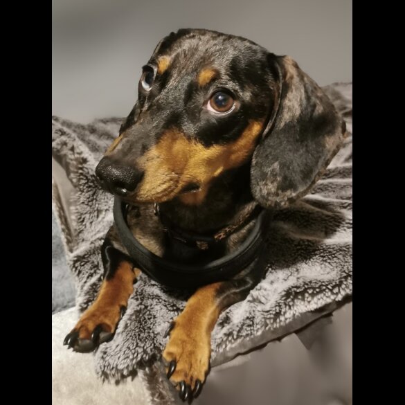 Dachshund (Standard &amp; Miniature) - Dogs