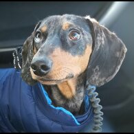 Dachshund (Standard &amp; Miniature) - Dogs