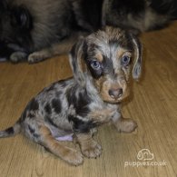 Dachshund (Standard & Miniature) - Both