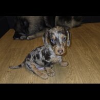 Dachshund (Standard &amp; Miniature) - Both