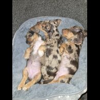 Dachshund (Standard &amp; Miniature) - Both