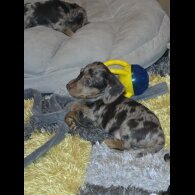 Dachshund (Standard &amp; Miniature) - Both