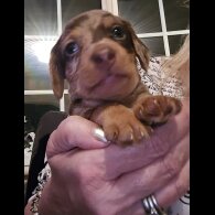 Dachshund (Standard &amp; Miniature) - Both