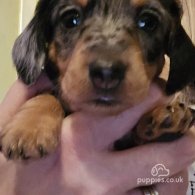 Dachshund (Standard & Miniature) - Both