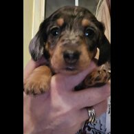 Dachshund (Standard &amp; Miniature) - Both