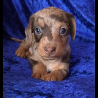 Dachshund (Standard &amp; Miniature) - Both