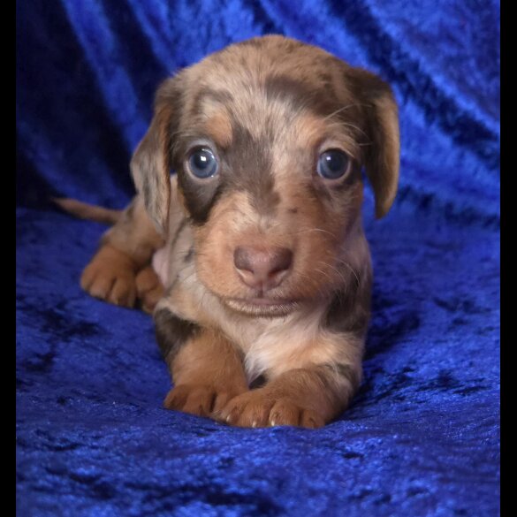 Dachshund (Standard &amp; Miniature) - Both