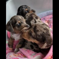 Dachshund (Standard &amp; Miniature) - Both