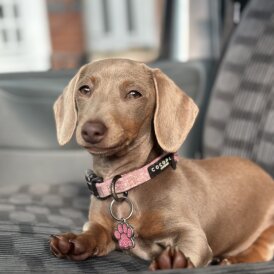 Dachshund (Standard &amp; Miniature) - Both