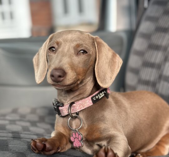 Dachshund (Standard &amp; Miniature)