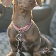 Dachshund (Standard & Miniature) - Both