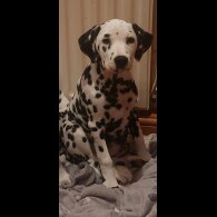 Dalmatian - Both