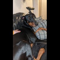 Doberman