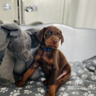 Doberman - Both