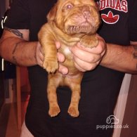 Dogue De Bordeaux - Both