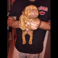 Dogue De Bordeaux - Both