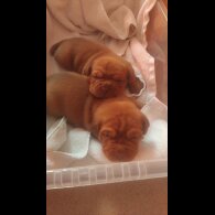 Dogue De Bordeaux - Both