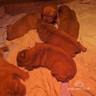 Dogue De Bordeaux - Both