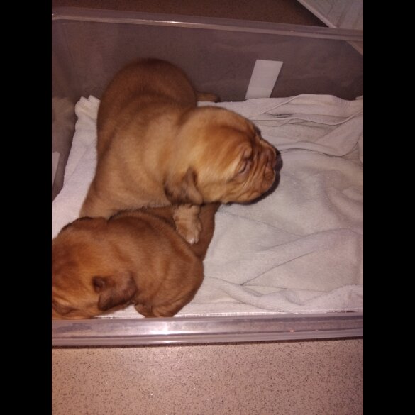 Dogue De Bordeaux - Both