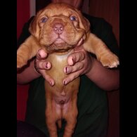 Dogue De Bordeaux - Both