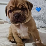 Dogue De Bordeaux - Dogs