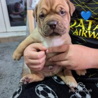 Dogue De Bordeaux - Dogs