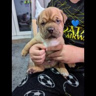 Dogue De Bordeaux - Dogs