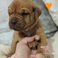 Dogue De Bordeaux - Dogs