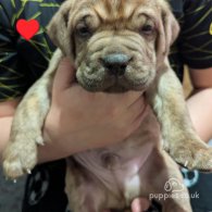 Dogue De Bordeaux - Dogs