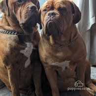 Dogue De Bordeaux - Dogs