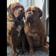 Dogue De Bordeaux - Dogs