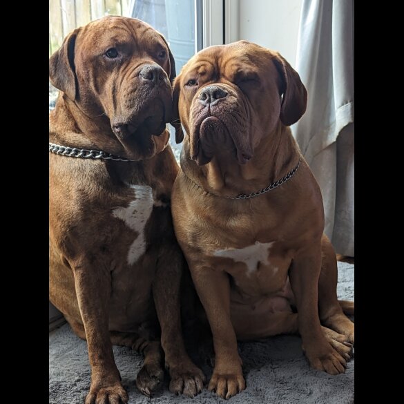 Dogue De Bordeaux - Dogs