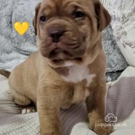 Dogue De Bordeaux - Dogs