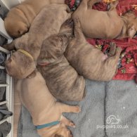 Dogue De Bordeaux - Dogs