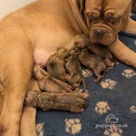 Dogue De Bordeaux - Dogs